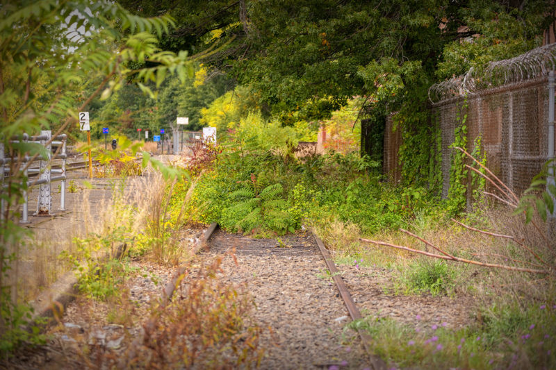 Abandoned and overgrown tracks near WATER